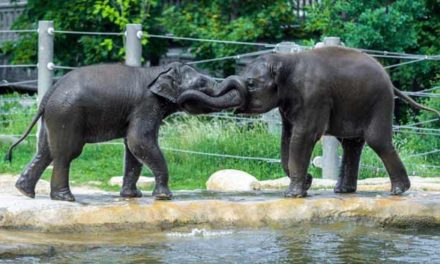 Den dětí v Zoo Praha se spoustou her, soutěží a slůňaty