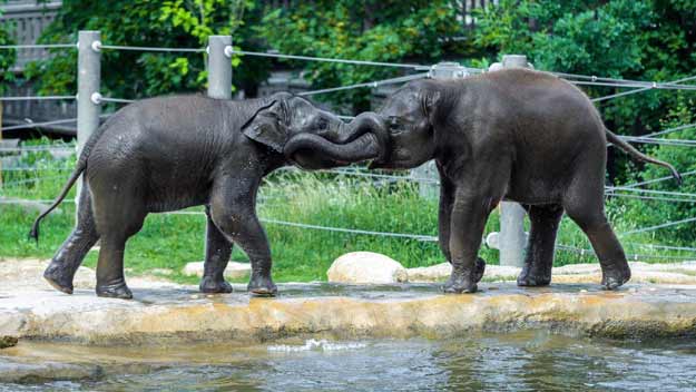 Den dětí v Zoo Praha se spoustou her, soutěží a slůňaty