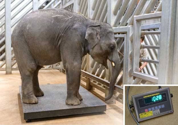 Obě pražská slůňata už váží přes tunu a Zoo Praha už čeká další přírůstky