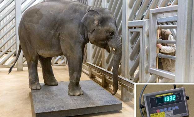 Obě pražská slůňata už váží přes tunu a Zoo Praha už čeká další přírůstky
