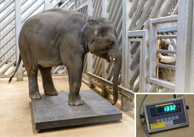 Obě pražská slůňata už váží přes tunu a Zoo Praha už čeká další přírůstky