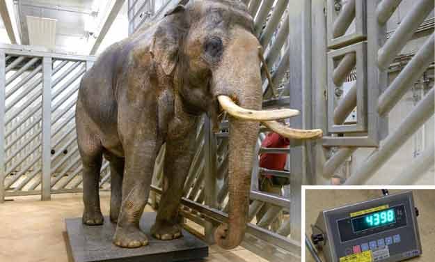 Obě pražská slůňata už váží přes tunu a Zoo Praha už čeká další přírůstky
