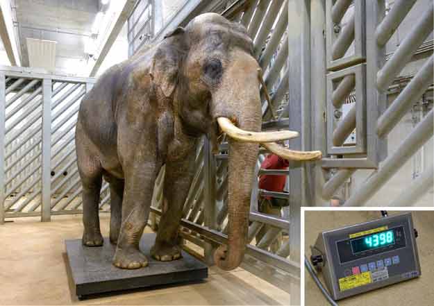 Obě pražská slůňata už váží přes tunu a Zoo Praha už čeká další přírůstky