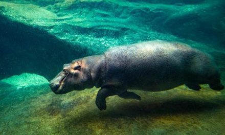 Výroční slavnost Zoo Praha. Znovuotevření Pavilonu hrochů a vítání Tchéca