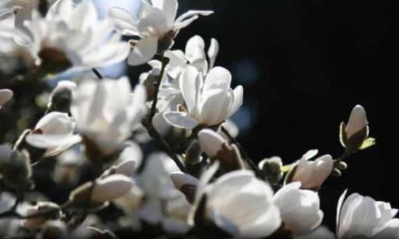 12. dubna opět otevře Botanická zahrada venkovní expozice