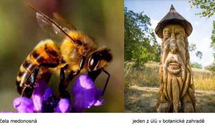 Trojská botanická zahrada obnovuje a posiluje včelstvo